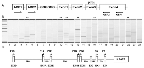 Figure 1 A) diagrammatic illustration of the 5′-RACE design used in the present study. Nested PCR was performed first with ADP 1 and GSP1, followed with ADP 2 and GSP2. The arrows denote the positions of PCR primers in the context of hIL-1R1 genomic DNA structure. B) electrophoresis results of 5′-RACE PCR from 24 human tissues. Molecular weight markers (in base pairs) are shown in the far left lane. Lane 1. Brain; lane 2. Heart; lane 3. Kidney; lane 4. Spleen; lane 5. Liver; lane 6. Colon; lane 7. Lung; lane 8. Small intestine; lane 9. Muscle; lane 10. Stomach; lane 11. Testis; lane 12. Placenta; lane 13. Pituitary; lane 14. Thyroid gland; lane 15. Adrenal gland; lane 16. Pancreas; lane 17. Ovary; lane 18. Uterus; lane 19. Prostate; lane 20. PBL (leukocyte); lane 21. Fetal brain; lane 22. Fetal liver; lane 23. Fat (adipose); lane 24. Mammary gland. C) annotation of TSSs found in the present study in the context of the known genomic DNA structure of human IL-1R1. P1D, P1A, P1E, P1B, P1C, P6 and P7 denote the position of the putative promoters of hIL-1R1 deduced from the TSSs. EX1D, EX1A, EX1E, EX1B and EX1C denote the five separate alternative exons 1 found in this study.Abbreviations: ADP, adaptor primer; GSP, gene-specific primer.