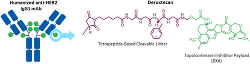 Figure 2 Structure of Trastuzumab Deruxtecan.