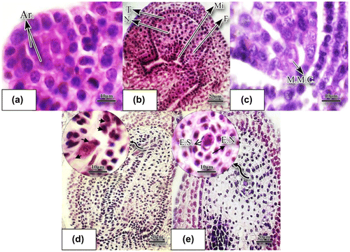 Figure 4. Development of ovule and megasporogenesis in O. basilicum stained with hematoxylin-eosin. (a) Longitudinal slice of a very young ovule; archeospore cells are noticeable (×100). (b) The young ovule which is anatropous at this stage (×40). (c) Longitudinal slice of the young ovule producing megaspore mother cell is observable in this figure (×100). (d) Four nucleate embryo sac (×40). (e) Binucleate embryo sac (×40). Abbreviations: Ar.: archeospore cell; E.N.: endothelium; F.: funicule; E.S.: embryo sac; M.M.C.: megaspore mother cell; Mi: micropyle; N: nucellus; T: tegument.
