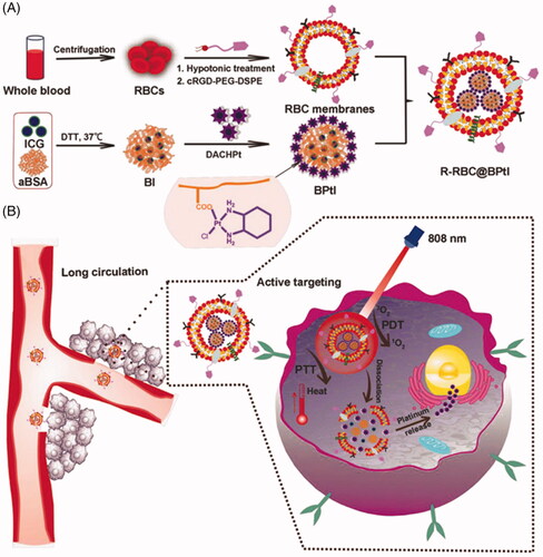 Figure 2. (A) Schematic illustration of the design of light‐activatable biomimetic nanoerythrocytes by a process involving RBC membrane‐cloaking of two‐in‐one nanoparticle coloaded photosensitizers (PS) and cis‐platinum (II). (B) R‐RBC@BPtI as a biomimetic combination therapeutic nanoplatform for tumor‐targeted and light‐triggered chemo‐phototherapy in vivo. Copyright 2018, John Wiley and Sons (Liu et al., 2018a).