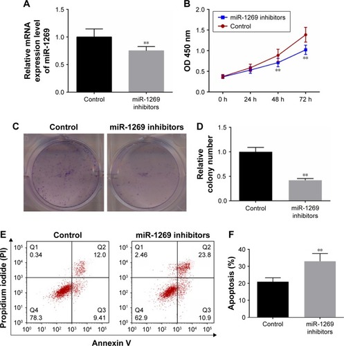 Figure 3 Down-regulation of miR-1269 inhibited the growth and promoted the apoptosis in A549 cells. (A) RT-PCR was used for determining the miR-1269 expressions after A549 cell transfection with miR-1269 inhibitors. (B) Cell Counting Kit-8 (CCK8) was used for determining cell viability after A549 cell transfection with miR-1269 inhibitors. (C and D) Colony formation assay was used for determining cell proliferation ability. (E and F) Flow cytometry analysis showed cell apoptosis after A549 cell transfection with miR-1269 inhibitors; U6 was detected as the control of sample loading. Data are expressed as the mean ± SD for three independent experiments. **P<0.01 versus control group.