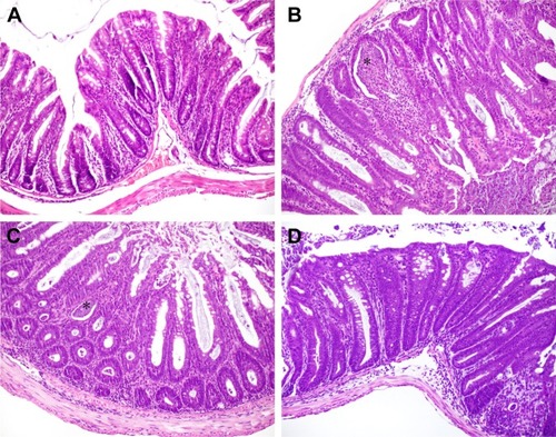 Figure 3 Histopathological section of intestinal walls.