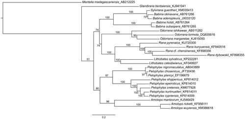 Figure 1. Phylogenetic reconstruction of the relationships between ranid frogs, based on available complete mitochondrial genomes except control regions. Maximum-likelihood analyses using a partitioned dataset by codon and gene were performed in RaxML, running for 1000 generations. ML support values are provided above branches. Genbank accession numbers are provided after the species names.