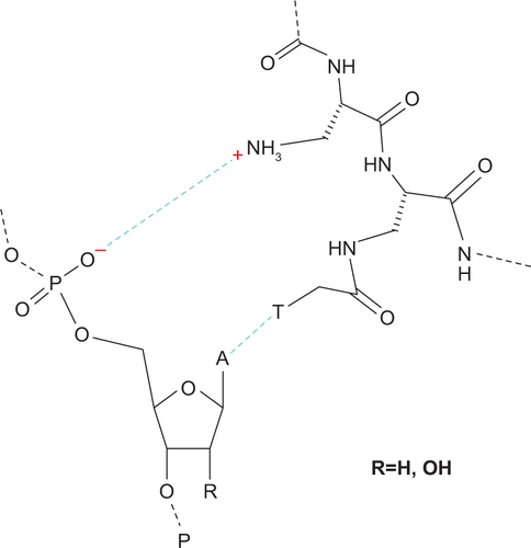 Figure S2 H-bonding and ionic-based interactions occurring between oligoDapT and complementary nucleic acids.