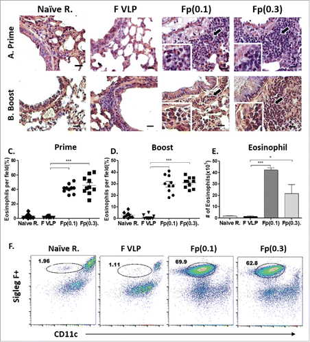 Figure 5. Assessment of eosinophils in the lungs from vaccinated mice after RSV challenge. Lung tissues were collected from individual BALB/c mouse (N = 5) after vaccination and RSV challenge. (A, B) Lung tissue histology after staining with Hematoxyline and Congo red (H&CR). Arrows indicate eosinophil granulocytes in the individual airways. Scale bars: 20 μm. (C, D) H&CR positive eosinophils were counted under the microscopic field and presented in percentages in the prime and prime-boost groups. (E, F) Numbers and flow profiles of gated Siglec F+ eosinophils (Siglec F+CD11b+CD11c-F4/80+CD45+) as determined by flow cytometry of BAL fluids. Results are presented as mean ± SEM. Statistical significances were performed by one-way ANOVA in GraphPad Prism; ***P < 0.001, *p < 0.05. Group labels are the same as described in the Fig. 2.