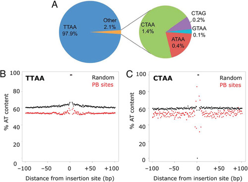 Fig 6 Identification of non-TTAA integration sites and integration site sequence context. (A) Distribution of TTAA and non-TTAA insertion sites mapped. (B) Low-GC environment of PB insertion sites. Average percent AT contents are shown for each base surrounding the insertion site for TTAA and CTAA insertion sites.