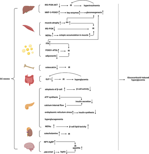 Figure 2 Excessive GCs act on the above-mentioned organs to induce glucose metabolism disorders and eventually lead to hyperglycemia.