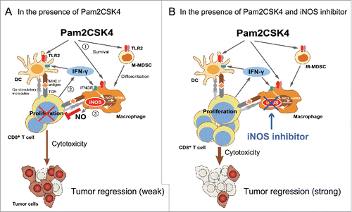 Figure 7. Putative mechanism of Pam2CSK4-enhanced immunosuppression by M-MDSCs. (A) M-MDSCs differentiate into macrophages. Pam2CSK4 increases their survival and differentiation through TLR2 signaling (Step 1). M-MDSCs and/or macrophages present peptide to CD8+ T cells, and transiently activate them to produce IFN-γ (Step 2). IFN-γ induces iNOS expression in macrophages differentiated from M-MDSCs. iNOS-generated NO inhibits T cell proliferation induced by DCs (Step 3). In contrast to M-MDSCs, DCs undergo maturation and activation in the presence of Pam2CSK4 and IFN-γ, leading to T cell proliferation. (B) By using iNOS inhibitor, NO-mediated T cell suppression by Pam2CSK4-activated M-MDSCs/macrophages is abrogated, thereby DCs can strongly induces the activation/proliferation of anti-tumor CD8+ T cells, leading to tumor regression.