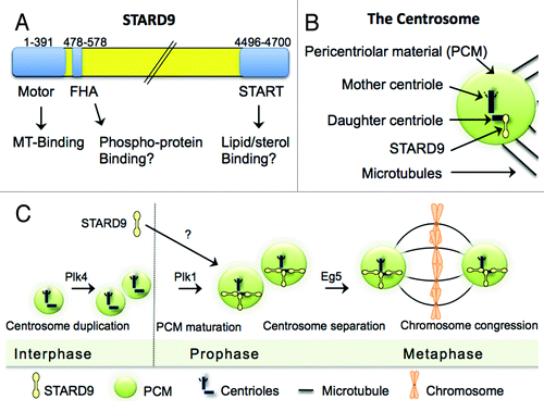 Figure 1. The role of STARD9/Kif16a during cell division. (A) STARD9 is a large ~517 kDa modular protein with an N-terminal kinesin motor domain, an FHA phosphoprotein binding domain, and a C-terminal START lipid/sterol binding domain. (B) Localization of STARD9 to the centrosome. Note that STARD9 is enriched at the daughter centriole. (C) The localization of STARD9 to the daughter centriole occurs during centrosome maturation (after centrosome duplication but before centrosome separation) and is required for PCM cohesion and bipolar spindle assembly.