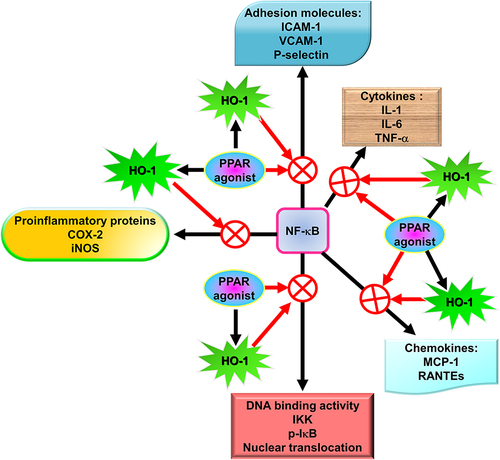 Figure 2 The functions of PPARs agonists in pulmonary inflammation. PPARs agonists and PPARs agonist-induced HO-1 upregulation can inhibit NF-κB activity via blocking IKK activity and IκB phosphorylation, leading to suppression of NF-κB nuclear translocation and DNA binding activity and in turn reduction of gene expression including MCP-1, iNOS, VCAM-1, ICAM-1, P-selectin, IL-1, IL-6, TNF-α, COX-2, and RANTEs.