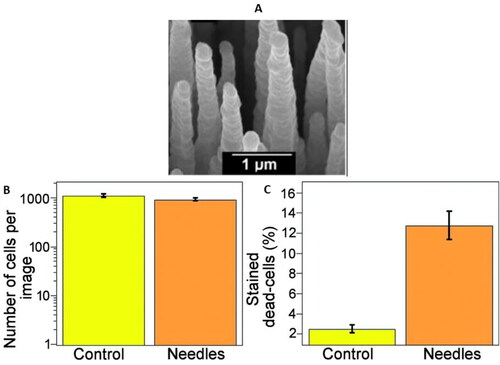 Figure 10. (A) Long needles of Black Silicon (bSi) conformally coated with boron-doped MCD. And total numbers of (B) bound bacteria and (C) percentage dead cells after 1 h incubation of P. aeruginosa on a control ‘flat’ BDD surface and a BDD-coated bSi short-needle surface, and subsequent viability determination by Live/Dead BacLight stain. Reproduced with permissions from [Citation207].