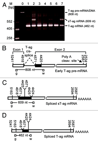 Figure 2. RT-PCR revealed sT-ag-expressing cell lines contained a transcript with a partial duplication of T-ag exon 2 sequences. (A) SV40-specific RT-PCR products of seven cell clones (lane 1 to 7) generated with the PCR-primers g and w that bind upstream and downstream the 346 nt T-ag intron. Lane 0 shows the 808 nt PCR product when the SV40 T-ag DNA was used as template—RT-PCR using the T-ag pre-mRNA as template generates the same PCR product. The T-ag mRNA (462 nt product) but not the T-ag pre-mRNA/genomic DNA was detected in all clones and an additional 609 nt band, but no 945 nt (609 nt + 346 nt) band, was detected in the sT-ag expressing clones. (B) Organisation and primer binding sites of the early T-ag pre-mRNA. (C) Organization and primer binding sites of the spliced sT-ag mRNA. (D) Organization and primer binding sites of the spliced T-ag pre-mRNA.