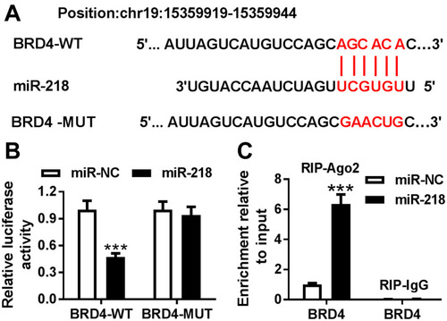 Figure 3 BRD4 was a target of miR-218. (A) The binding sites between miR-218 and 3ʹUTR of BRD4 are shown. (B) Luciferase activity was assessed by dual-luciferase report assay cells. (C) The RIP assay was conducted to test interaction between miR-218 and BRD4 BEAS-2B cells. Data are shown as mean ± SD from three independent experiments. ***P < 0.001.
