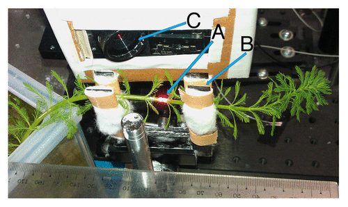Figure 5. Horizontally positioned M. aquaticum plant positioned within the nanometric elongation recording system. (A) Two probing beams separated by 3 mm, (B) soft clamp holding the plant in place, and (C) charge-coupled device camera.