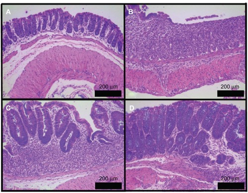 Figure 5 Hematoxylin and eosin stained representative photomicrographs of colonic histology observed in mice.