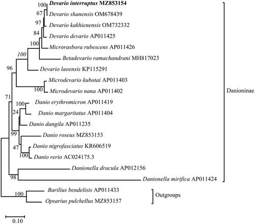 Figure 3. Phylogenetic reconstruction of D. interruptus and other 18 species based on the concatenated mitochondrial protein-coding genes using Maximum-likelihood method. Barilius bendelisis and Opsarius pulchellus were set to be outgroups. Numbers near the nodes indicated bootstrap support values from 1000 replicates.