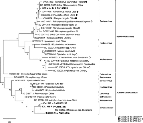 Figure 2. Phylogenetic tree generated for the 118 bp fragment from the coronavirus generic PCR (ORF1b region).