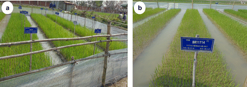 Figure 4. Photos of field RGA implemented at BRRI. (a) An F3:4 generation is grown under FRGA conditions at BRRI Farm, Gazipur, 2017. (b) F2 generation with >3000 plants grown under FRGA conditions at BRRI Farm, Gazipur, 2017.