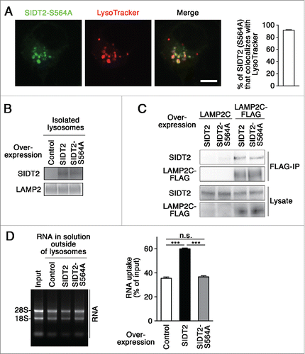 Figure 4. Effect of SIDT2 mutation on RNautophagy. (A) Neuro2a cells expressing GFP-tagged SIDT2S564A were incubated with LysoTracker Red. Fluorescence images were visualized using a confocal laser-scanning microscope. Scale bar: 10 μm. Colocalization rate was quantified (right panel, n=3). (B and D) Lysosomes were isolated from Neuro2a cells overexpressing WT or mutant SIDT2S564A or control transfectants. SIDT2 levels in lysosomes were analyzed by immunoblotting (B). The RNA uptake assay I indicated in Fig. 2A was performed (D). Relative levels of RNA uptake were quantified. Mean ± SEM (n = 3). ***, P < 0.001. (C) LAMP2C or LAMP2C-FLAG and WT or mutant SIDT2S564A were overexpressed in Neuro2a cells. Cell lysates were prepared and immunoprecipitated with an anti-FLAG antibody. Cell lysates and the resulting immunoprecipitant were analyzed by immunoblotting.