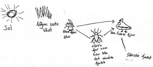 Figure 2. Group E, Grade 6, illustrates that the sun, plants and animals are needed for the food web to function. The explanatory text in Swedish means, from left to right, sun, some sort of plant, several small animals eat, a bigger animal that can eat the small animal, an even bigger animal, the biggest animal. The word inside the bird to the right (‘flugsnappare’) means flycatcher.
