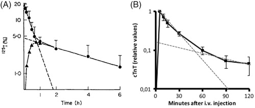 Figure 5. Clearance of myoglobin in humans and cTnT in rats. (A) Concentrations of 125I-labeled myoglobin during 6 hours following i.v. injection in humans. Circles represent 125I levels in serum and triangles represent 125I levels in urine. Dotted lines are projections of the two kinetic profiles found (reproduced from [Sylven Citation1978] with permission). Most of the 125I in urine did not precipitate in acid, indicating that 125I in the urine was not linked to myoglobin. (B) Relative concentrations of cTnT in rats during 2 hours following i.v. injection of rat cardiac extracts. Dotted lines are projections of two kinetic profiles found (reproduced from [Friden et al. Citation2017] with permission).