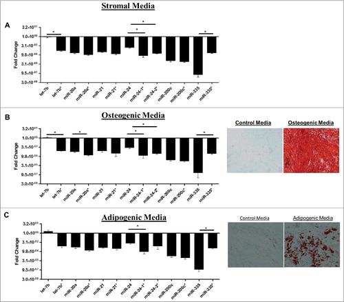 Figure 2. Adipose Derived Stem Cells Demonstrate differences in Strand Preferences during Adipogenic and Osteogenic Differentiation. (A-C) ASCs were grown in stromal, adipogenic, or osteogenic media for 2 weeks and then qPCR was performed for miRNA expression levels. Results represent fold change as relative gene expression (A) miRNA expression in stromal media. (B) miRNA expression and alizarin red stain following 2 weeks osteogenic differentiation. (C) miRNA expression and Oil Red O stain following 2 weeks adipogenic differentiation. Normalization was to u6 expression and error bars represent SEM. * significantly different p<0.05. Significance was evaluated for miRNA expression levels between miRNAs originating from the same miRNA duplex.