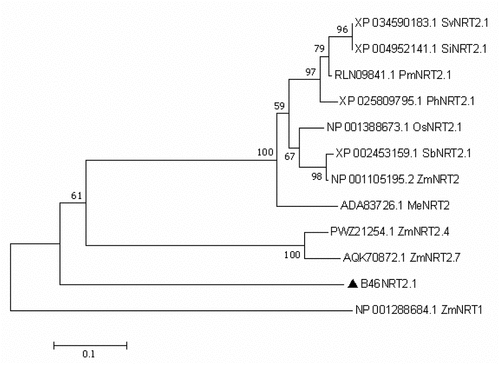Figure 2. Phylogenetic tree of the B46NRT2.1 using MEGA7 software. The bar represents 0.1 aa substitution for pre site. (Sv: Setaria viridis; Si: Setaria italica; Pm: Panicum miliaceum; Ph: Panicum hallii; Os: Oryza sativa; Sb: Sorghum bicolor Me: Manihot esculenta).