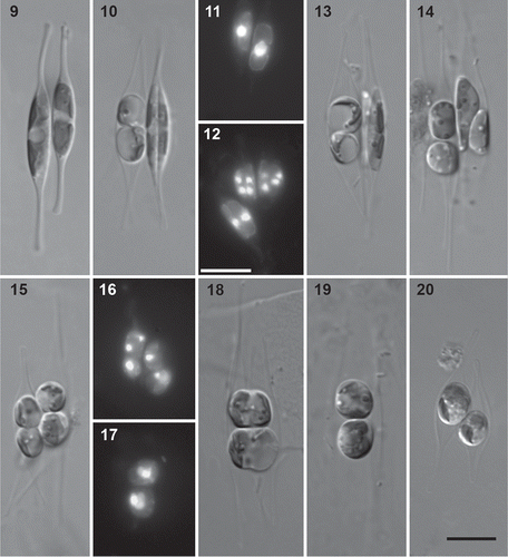 Figs 9–20. Early stages of the sexual process in Cylindrotheca closterium, LM. The crosses are B6 × ROS97005 (Figs 9, 10, 13–15, 18, 19), B9 × Mid15 (Figs 11, 12, 16, 17), and E6 × Ps2 (Fig. 20). 9. Paired gametangia. 10. The gametangium on the right has undergone cytokinesis at the first meiotic division, while the one on the left already contains two rearranged, rounded gametes. 11. DAPI staining of paired gametangia, each with a single nucleus. 12. DAPI staining of a triplet of gametangia. In the gametangium below left, the two nuclei resulting from the first meiotic division are visible. In the other two gametangia, the second meiotic division has taken place, resulting in a total of four nuclei per gametangium (two in each elongate daughter cell resulting from the first meiotic division). 13. The gametangium on the right contains two elongate but contracting cells after the cell division accompanying the first meiotic division; the one on the left contains two rounded gametes. 14. In the right-hand gametangium, the daughter cells are rearranging, shifting over each other while becoming spherical. 15. Rounded gametes in both gametangia. 16. DAPI staining of the four gametes (the four mid-grey bodies) of two paired gametangia. Generally, only one nucleus remains in each gamete, but quite often, a second nucleus can still be observed (top left gamete). 17. DAPI staining of the two zygotes produced by plasmogamy: each seems still to contain two unfused (overlapping) gametic nuclei. 18. Gamete fusion. 19. Zygotes lying between the empty gametangia. 20. Zygotes, each associated with one gametangium. Scale bars = 10 µm (Figs 9, 10, 13–15, 18–20: bar in Fig. 20) and 10 µm (Figs 11, 12, 16, 17: bar in Fig. 12).