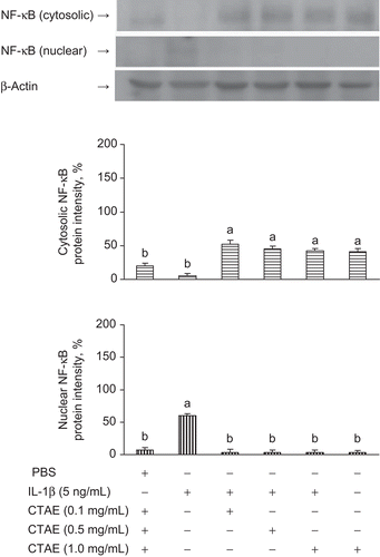 Figure 4.  Effects of C. taiwanianum T. Yamaza rhizome aqueous extract (CTAE) on cytosolic and nuclear NF-κB protein level on NRK-52E induced by IL-1β. NRK-52E cells were treated with 5 ng/mL IL-1β alone or with various concentrations of CTAE for 18 h, respectively. Results were normalized to β-actin. Data are the means ± SD from three or five independent experiments and are expressed as the percentage of the phosphate-buffered saline (PBS) vehicle control. Values not sharing the same letter are significantly different (P < 0.05).