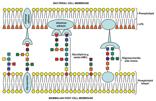 Figure 1 Schematic of multivalent oligosaccharide-mediated attachment between bacterial and mammalian host cell membranes.Colored squares represent different monosaccharide units.