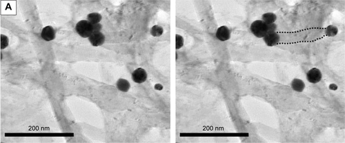 Figure S5 TEM images of MWCNT+ AuNPs linked through cleavable bonds.Notes: Dashed lines are added to highlight the tube’s structure. (A) f-MWCNT-3. (B) f-MWCNT-2. (C) f-MWCNT-1.Abbreviations: TEM, transmission electron microscopy; MWCNT, multi-walled carbon nanotubes; AuNP, gold nanoparticle.