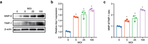 Figure 7. M. pneumoniae increases the MMP-9/TIMP-1 ratio. BEAS-2B cells were infected with M. pneumoniae (MOI = 0, 5, 25, and 100) for 16 or 24 h. TIMP-1 and MMP-9 expression was detected by qPCR and immunoblotting, and the MMP-9/TIMP-1 ratio was calculated (c). Representative results from three independent experiments are shown. *P < 0.05, compared with the control group (0 MOI).