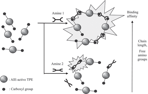 Figure 6. Schematic drawing of the “turn-on” fluorescence response of carboxylic acid modified tetraphenylethenes towards amines based on their binding affinity, where amine 1 represents a long chain diamine (e.g. cadaverine) and amine 2 represents an aromatic amine (e.g. histamine) (AIE: aggregation induced emission, TPE: tetraphenylethene) (adapted and extended from[Citation13]).