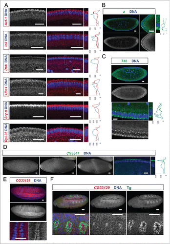 Figure 3. Egl targets show specific and novel apical localization patterns. Apically localizing mRNAs are 6-fold enriched compared to a published random set (10/47; 21% vs 3.4%Citation6). In situ hybridizations to wild-type (OreR) embryos oriented anterior to the left and dorsal up. Hoechst (blue) visualizes the DNA. (A) Novel transcripts showing continuous apical localization in blastoderm embryos (red signal). Apical localization varies and changes for different mRNAs and nuclear cycles, respectively. RpL38 mRNA in situ was used as a control that shows the distribution of a non-localizing mRNA. (B-D) Novel candidates expressed apically but not continuously from anterior to posterior. (B) arc (a) is enriched apically of the nuclear layer in the anterior region of the embryo (green signal). (C) T48 is enriched apically only in the ventral region (green signal). (D) CG8841 shows apical enrichments at the anterior and posterior poles (including pole cell expression) and in the middle of the embryo (green signal). CG33129 (red signal) shows apical localization in the invaginating furrows during gastrulation (E) and in tracheal precursor cells (stained for the Tango (Tg) marker in green) later in embryogenesis (F). Scale bars represent 25 µm except in (F) were they represent 30 µm. Histograms depicted on the right side of the pictures show the fluorescence intensity along the apical-basal axis of the marked region around a blastoderm nucleus (dotted square). This region is also shown magnified on the right side.
