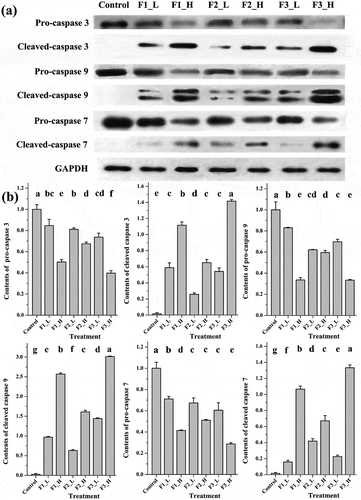 Figure 5. Contents of apoptosis proteins following treatment with different fractions at high or low concentrations. (a) Bands obtained from Western blotting; (b) bar charts of the mean integrated density of each band over the corresponding integrated density of GAPDH (control value adjusted to 1). ‘a, b, c’: the same letter above the bars indicates no significant differences (p ≥ 0.05). Control: solvent treatment; F1 (F2, F3)_L: low concentrations of F1 (F2, F3); F1 (F2, F3)_H: high concentrations of F1 (F2, F3).