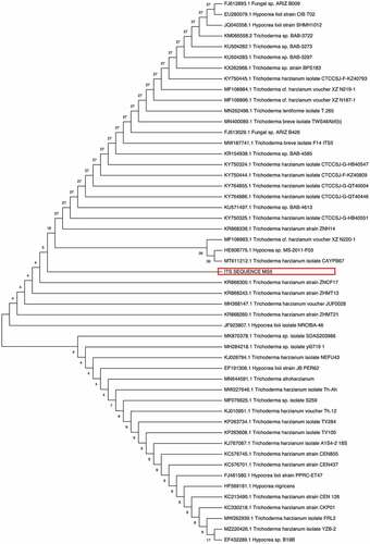 Figure 2 Phylogenetic analysis of the 50 isolates based on alignment of the nucleotide sequences of xylanases including the its sequence of selected MS5 isolate with Mega11. The microbial species, strain name and accession number are presented. Numbers on branches indicate bootstrap support.