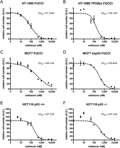 Figure 1. Loss of p53 expression does not prevent cell loss after treatment with selinexor. Three p53 expression-matched cell lines were treated with a titration of selinexor from 1nM to 10μM for 72 hours and the relative remaining cell population was subjected to quantification of ATP. (A, B) Wildtype HT-1080 cells have a calculated EC50 value of 87.1nM, matched HT-1080 cells without p53 expression have an EC50 of 152.1nM. (C, D) Wildtype MCF7 cells have a calculated EC50 value of 406.1nM, matched MCF7 cells without p53 expression have an EC50 of 330.6nM. (E, F) Wildtype HCT116 cells have a calculated EC50 value of 207.7nM, matched HCT116 cells without p53 expression have an EC50 of 437.1nM. Note, all cell lines show a strong response and are mostly lost at 1μM, except wildtype MCF7, which show some survival (C).