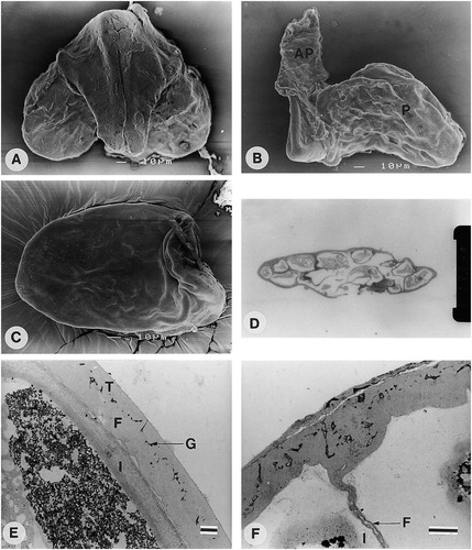 A–F.: (A) SEM of Cibirhiza dhofarensis (Miller 7592); Pollinarium showing corpusculum and two pollinia. B–F. C. albersiana (White 6969): (B) SEM. Side view of pollinarium showing corpusculum, pollinium (P) and adhesive pad (AP); (C) SEM. Pollinium with smooth pollinium wall; (D) LM. Section of pollinium showing single pollen grains and pollinium wall; (E) TEM section of pollinium wall showing tectum (T), granular layer (G), foot layer (F) and intine (I); (F) TEM of inner wall separating individual pollen grains showing granular layer (electron light), flanked on both sides by foot layer (F) and intine (I). Scale bars – 10 μm (in A–C); 100 μm (in D); 1 μm (in E, F).