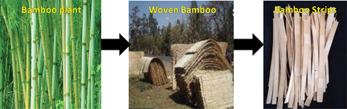 Figure 2. Collection of bamboo.