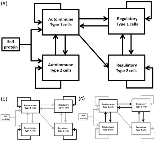 Figure 3. Schematic representation of the EAE model. (a) The full model. (b) Highlights of the positive feedback loops within the immune cell populations. (c) Highlights of the interacting negative feedback loops between the immune cells.