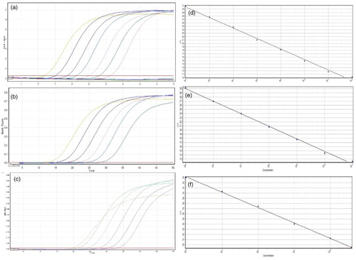 Figure 3. Real-time PCR amplification patterns of pig, chicken, and fish meat. (A–C) show amplification patterns for serial dilutions of pig (A), chicken (B), and fish meat (C). (D–F) show the standard curves for (A–C).
