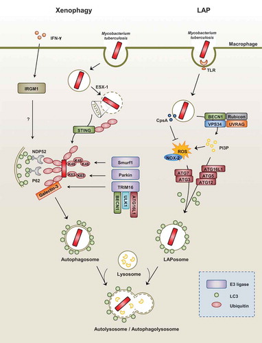 Figure 2. Xenophagy versus LAP during Mtb infection.(Left) During mycobacterial infection with Mtb, xenophagy is triggered by the cytoplasmic release of bacteria via its ESX-1 system. Next, the recognition of extracellular bacterial DNA by the STING-dependent pathway allows for the ubiquitination of bacteria. In addition, ubiquitin ligases such as Parkin and Smurf1 allow for the ubiquitination of different chain linkages (K63 and K48, respectively). TRIM16 cooperates with Galectin-3, ATG16L1, ULK1, and BECN1 for the subsequent ubiquitination of bacteria and autophagy activation. These ubiquitin chains recruit autophagy adaptors such as NDP52 and p62, which link to LC3 of the autophagosomal membranes. The exact function of IFN-γ-dependent IRGM1 (LRG47) in the regulation of selective autophagy requires further clarification.(Right) LAP is an LC3-conjugation process onto the single-membrane phagosome (LAPosome). It is triggered by pathogenic microbes, such as Mtb, through numerous receptors, including toll-like receptor signals. During the LAP process, recruitment of the class III PI3-kinase complex (composed of VPS34, Beclin-1, UVRAG, and Rubicon) increases the production of phosphatidylinositol-3-phosphate (PI3P), which is needed to stabilize the NOX2 complex for the production of reactive oxygen species and the recruitment of autophagic proteins (ATG5, ATG12, ATG16L, ATG7, and ATG3) for the conjugation of lipidated LC3-II to the LAPosomal membrane. Mtb protein CpsA is required for bacteria to block NADPH oxidase activity in order to evade killing by LAP.