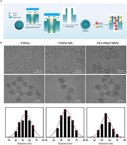 Figure 1. Structure of virus-like mesoporous silica nanoparticles. (a) Schematic illustration of the VMSNs formation and drug loaded process. (b) TEM image of VMSNs, VMSNs-NH2, OVA-IMQ-VMSNs.