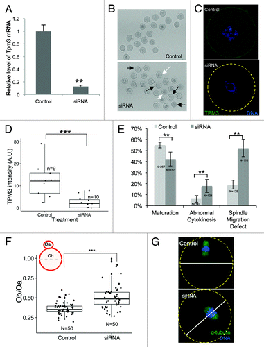 Figure 2. Knockdown of Tpm3 impairs asymmetric division of mouse oocytes. (A) The RNA level of Tpm3 in Tpm3-targeting small interfering RNA (siRNA)-injected oocytes (siRNA) is shown as the fraction of that in control siRNA-injected oocytes (control). (B) Morphology of Tpm3-targeting siRNA- or control siRNA-injected oocytes after 12 h of incubation. A large polar body (black arrow), multiple polar bodies (white arrow), and oocytes that did not form a polar body (dashed black arrow) are indicated. (C) Tpm3 immunostaining of control siRNA- (top) and Tpm-targeting siRNA-injected (bottom) oocytes. Green, Tpm3; blue, DNA. (D) Quantification of the level of cortical Tpm3 in Tpm3-targeting siRNA- and control siRNA-injected oocytes at 8 h after injection. The box range represents the standard error of the mean, whiskers represent the standard error, and the line inside the box represents the mean. Statistical significance was assessed using an ANOVA followed by Tukey post-hoc test. ***P < 0.005 (E) Percentage of MII oocytes that matured. Abnormal MII oocytes and spindle migration defects following injection of Tpm3-targeting siRNA (dark gray) or control siRNA (light gray). MII oocytes with a large polar body (diameter of the polar body larger than 50% of that of the oocyte) or a 2-cell-like morphology were considered to be abnormal. All experiments were repeated at least 3 times and involved at least 30 oocytes. The percentage of oocytes in which spindle migration was abnormal after 9.5 h of incubation is shown (n = 128 and 118 for control and Tpm3-knockdown oocytes, respectively). Statistical significance was assessed using the χ2 test with a confidence interval of 95%. (F) Distribution of the ratio of the diameter of the polar body to the diameter of the oocyte in control siRNA- and Tpm3-targeting siRNA-injected oocytes. The box range represents the standard error of the mean, whiskers represent the standard error, and the line inside the box represents the mean. The statistical significance of the difference in oocyte/polar body diameter between control and Tpm3-knockdown oocytes was assessed using Welch 2-samples t test. ***P < 0.005 (G) Spindle location after 9.5 h of incubation. Green, α-tubulin; blue, DNA.