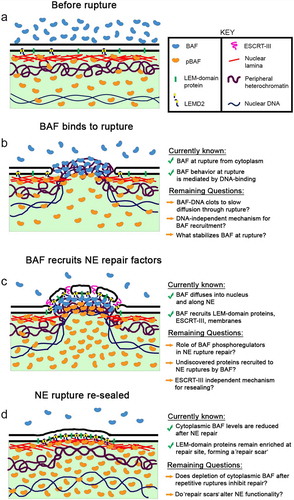 Figure 1. A model for BAF-initiated repair of NE ruptures. (a) Before rupture, a nuclear pool of predominantly phosphorylated BAF and a cytosolic pool of predominantly non-phosphorylated BAF is separated by a functional NE barrier. (b) Upon loss of NE integrity, cytosolic BAF is recruited to the nuclear rupture, most likely via binding to nuclear DNA. Additional mechanisms for BAF recruitment and stabilization at rupture may exist, as well as a mechanism to prevent passive diffusion of larger nuclear and cytoplasmic constituents through the NE hole via BAF-mediated DNA condensation that acts as a “clot”. (c) BAF recruits LEM-domain proteins, ESCRT-III and membranes to the rupture site for repair. Other unknown cellular components may also depend on BAF for their recruitment, as well as an ESCRT-III independent mechanism for membrane resealing. Additionally, BAF phosphoregulation may play an important role in NE rupture repair. (d) Following restoration of the NE barrier following rupture there is a resultant compartmental redistribution of BAF from the cytoplasm into the nucleus, as well as a remnant enrichment of LEM-domain proteins at the site of NE repair