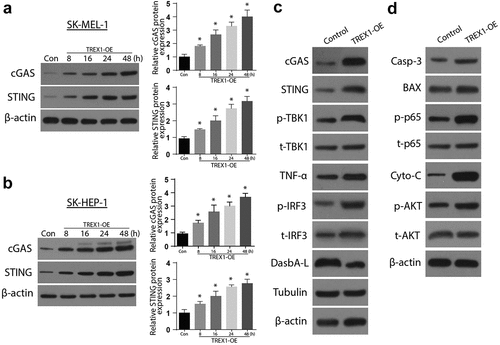 Figure 3. Overexpression of TREX1 activates the cGAS/STING pathway to induce apoptosis and decrease cell growth