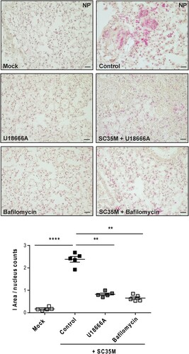 Figure 4. Histological evaluation of the IAV infection rate. Murine lungs were either pre-treated with the solvent DMSO (control), 250 nM bafilomycin A (1 h) or with 10 µg/mL U18666A (16 h) prior to infection, followed by an infection with 105 PFU/ mL of IAV strain SC35M for 24 h. Representative images of NP immunostaining detected in the lung sections. Quantitative analysis of NP staining. Scatter plot representation of individual lungs, with means ± SEM superimposed. Data were analyzed by Kruskal-Wallis test followed by Dunn's multiple comparisons test, * p < 0.1, ** p < 0.01, **** p < 0.0001, n = 5 murine lungs/group, scale bar 50 µm.