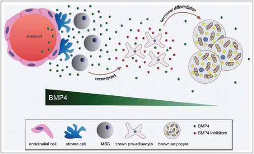 Figure 4. BMP4 in brown adipose tissue. Modica et al., p. 144.