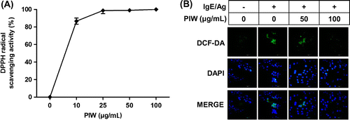 Fig. 3. Effect of PIW on IgE/Ag-induced production of intracellular ROS.