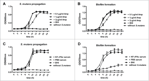 Figure 5. Different inhibitiory effect of antibiotics and KF-rPAc immunized serum in S. mutans proliferation and biofilm formation. 100 µl BHI diluted S. mutans were mixed with 100 µl 20-fold BHI diluted mice serum, 5-fold BHI diluted mice saliva, BHI diluted ampicillin or BHI alone and incubated into the wells of 96-well cell culture cluster. For bacteria proliferation quantification, the media in the well were re-suspended with pipette, assessed by measuring the absorbance of suspension at 600 nm. The biofilm formation was quantified by measuring the extracted crystal violet stained to plate adherent bacteria and derivatives at 570 nm. (A and B), Effects of Ampicillin on S. mutans proliferation and biofilm formation. (C and D), Effects of KF-rPAc minimized mice serum on S. mutans proliferation and biofilm formation. Data are represented as mean ± SE for triplicates of one representative experiment.